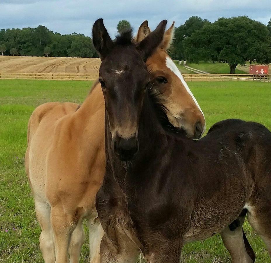 فندق Nundaفي  Letchworth Farm المظهر الخارجي الصورة